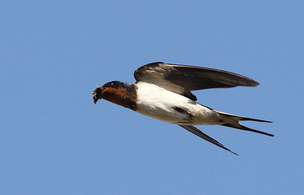 barn swallow carrying nest material